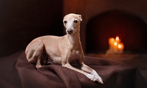 левретка купить