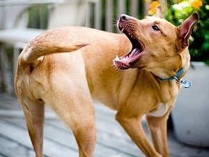 собака ездит на попе причины