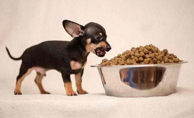 карликовые породы собак