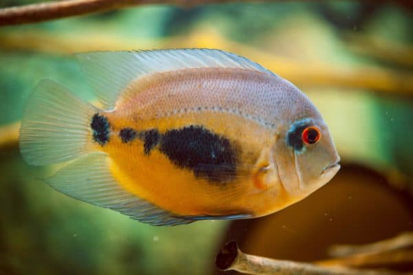 Уару чернопятнистый