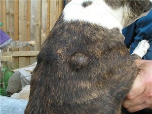 удаление жировика у собаки цена