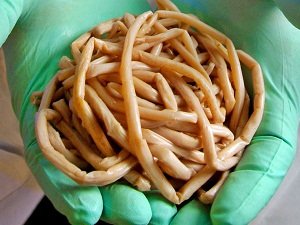 лекарство от глистов для собак