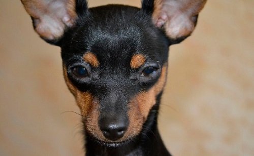 русский той терьер гладкошерстный