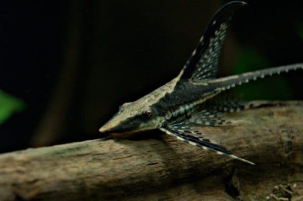 Стурисома панамская заболевания