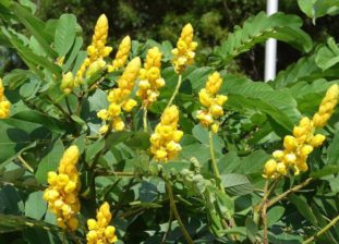 Кассия остролистая