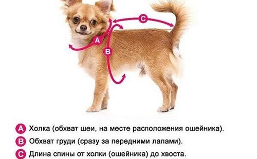одежда для чихуахуа