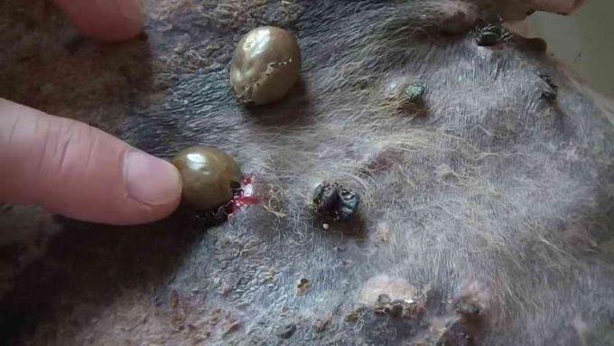 энцефалит у собаки после укуса клеща