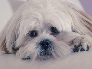 лхаса апсо чем кормить