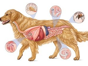 глисты у собаки фото