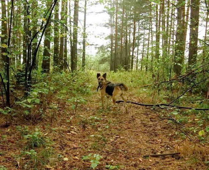 собака в лесу поймала клеща