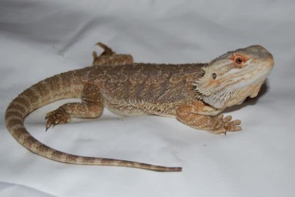 Бородатая агама лосось