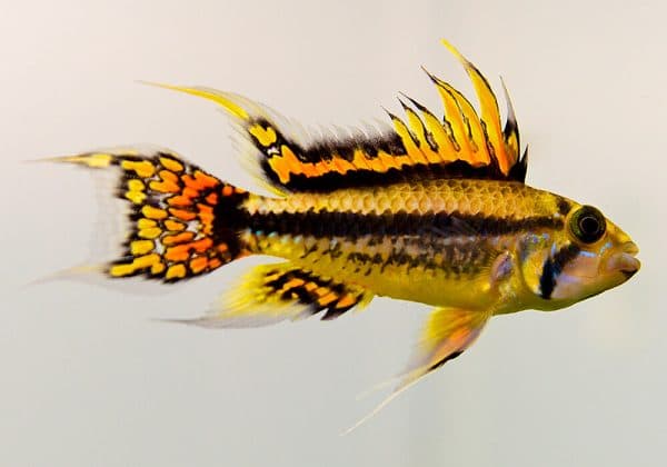 Апистограмма какаду читайте статью