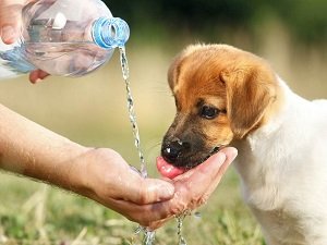 собака часто мочится и много пьет