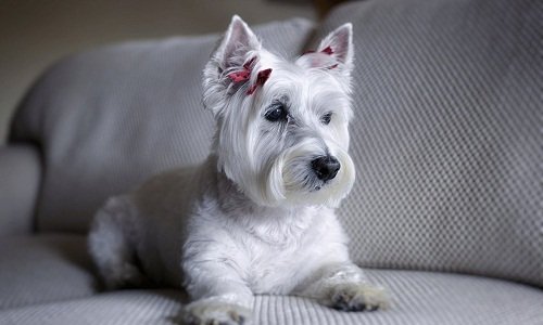 вест хайленд уайт терьер купить