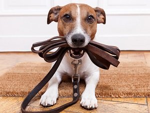 как научить собаку командам