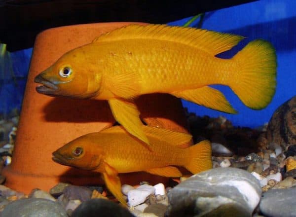 Лампрологус апельсиновый содержание