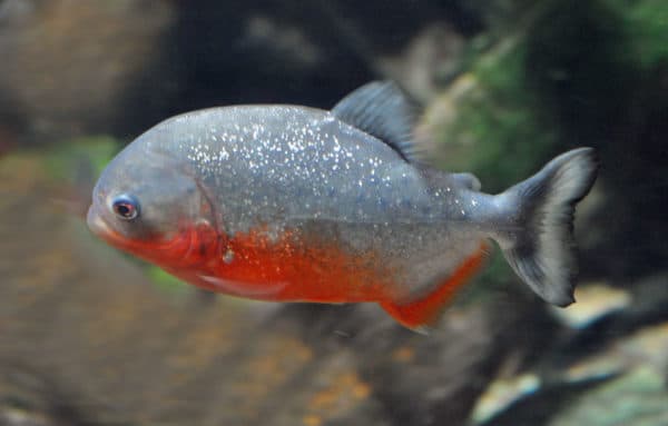 Пиранья красный паку описание