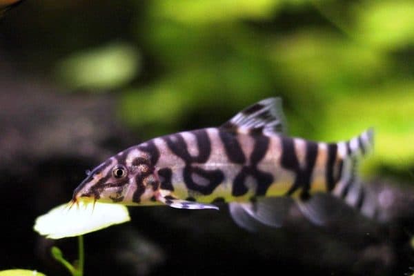 Боция мраморная читайте статью