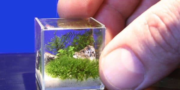 Сколько рыбок можно заселить в аквариум на 20 литров