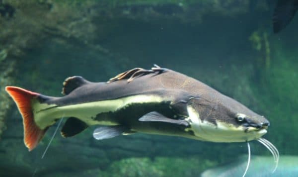 Краснохвостый сом особенности кормления