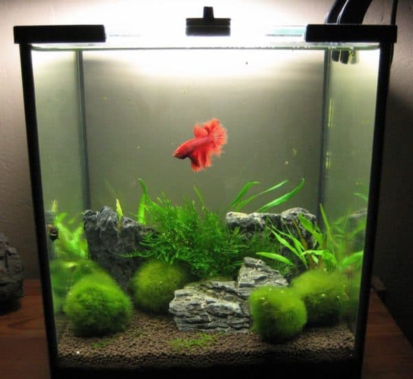 Аквариум на 10 литров читайте статью