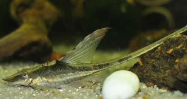 Стурисома панамская особенности разведения