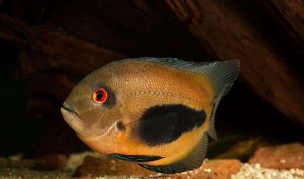 Уару чернопятнистый описание