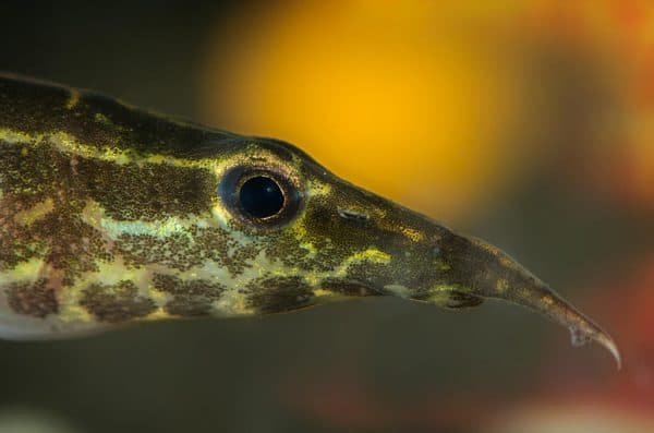 Макрогнатус читайте статью