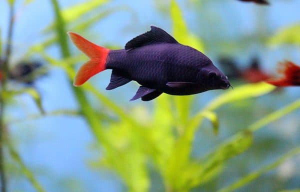 Красивый биколор