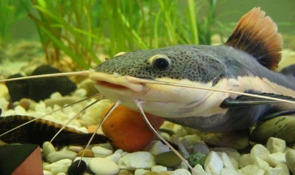 Краснохвостый сом совместимость с подводными обитателями