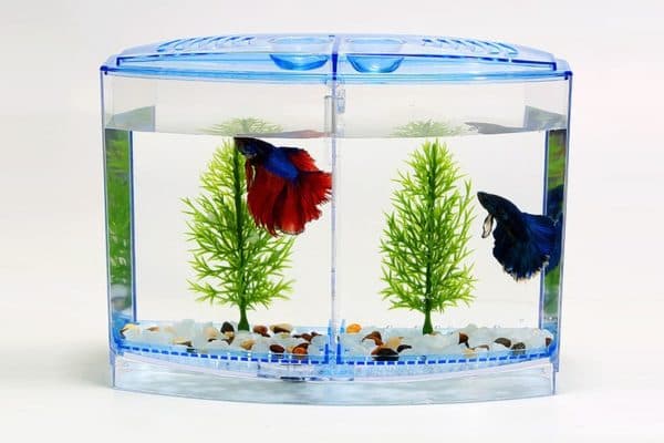 Аквариум для петушков как оборудовать