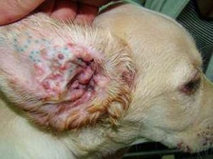 чесотка у собаки фото