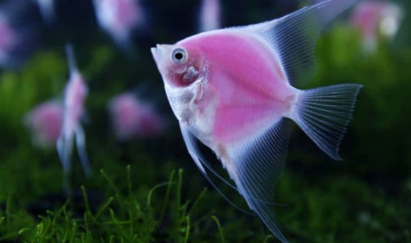 Как размножаются рыбы читайте статью