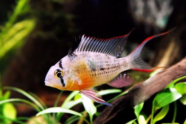 Бабочка боливийская описание