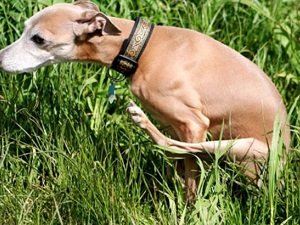 после стрижки собака ездит на попе