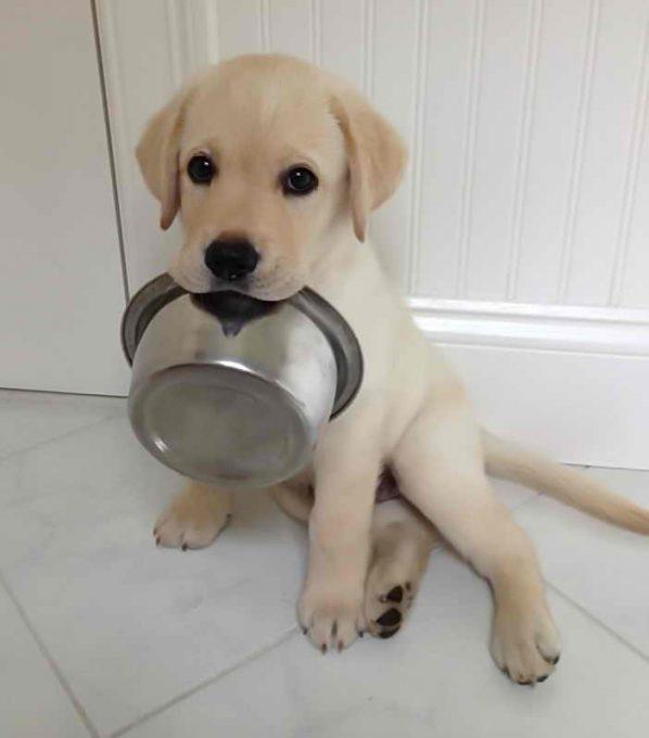 питание щенка