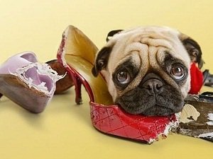 собака грызет вещи