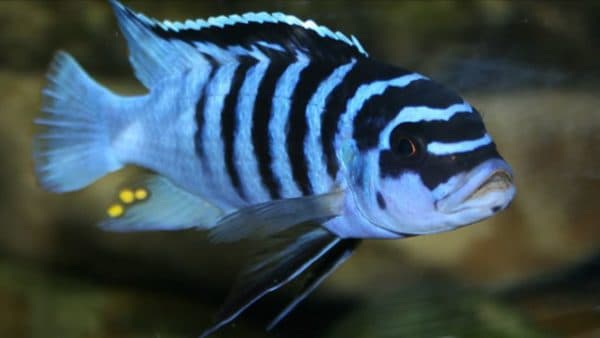 Псевдотрофеус зебра читайте статью