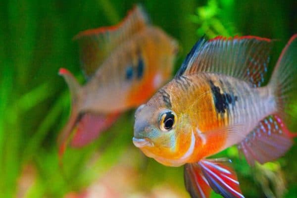 Бабочка боливийская размножение