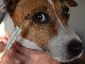 собака очень часто мочится