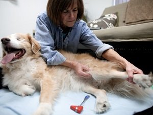 у собаки отказывают задние лапы что делать