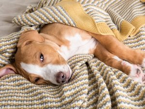 собака часто мочится дома