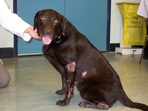 чесотка у собак