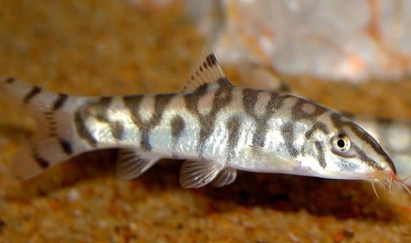 Боция мраморная описание