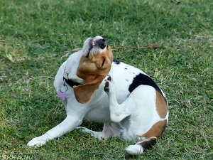 шампунь против блох для собак