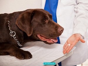 стоп цистит для собак