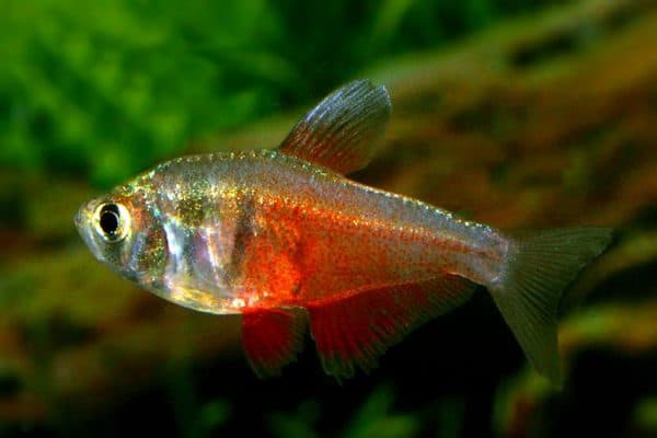 Тетра фон рио плавает
