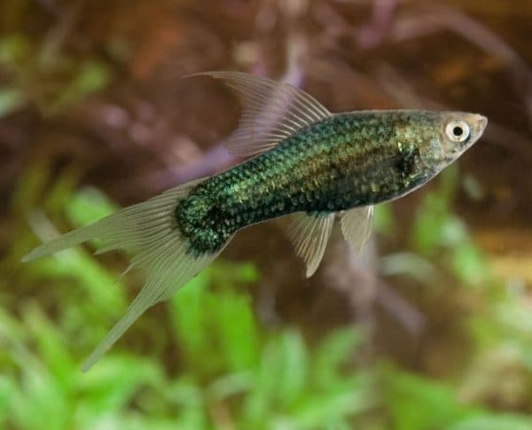 Зеленый меченосец