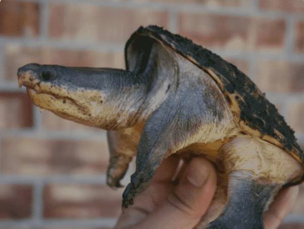 Домашние черепахи