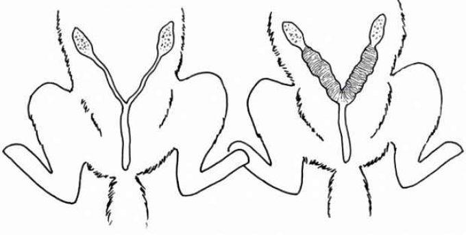 сравнение матки у собаки